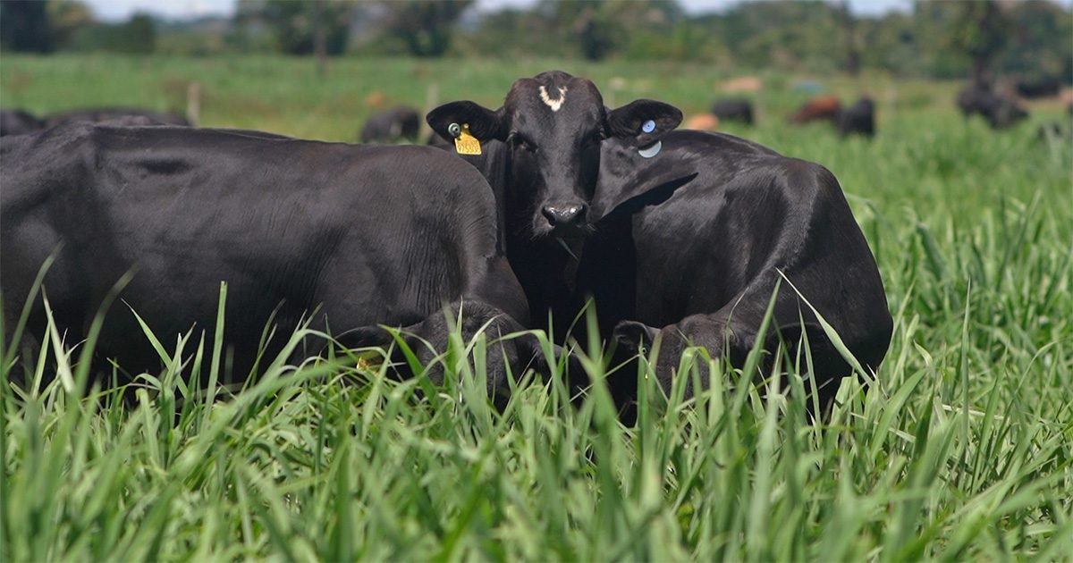 Os novos pilares da Pecuária