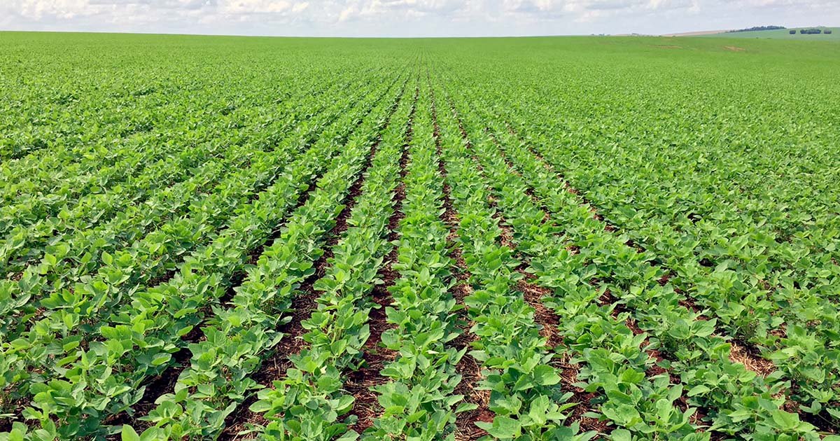 Levantamento da DATAGRO confirma área recorde de soja em 2022/23 na América do Sul