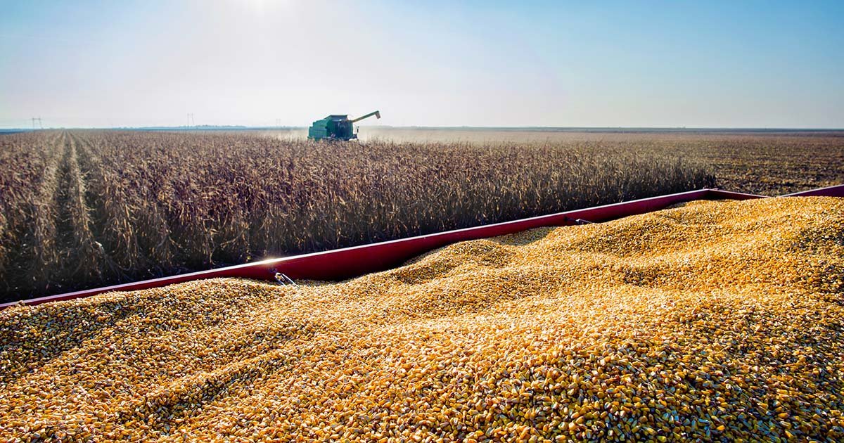 Produção de grãos deve crescer 36,8% nos próximos dez anos