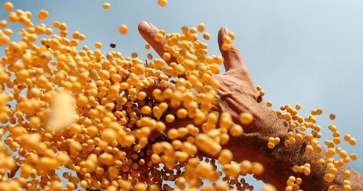 Safra de grãos 2022/2023 pode atingir 313 milhões de toneladas