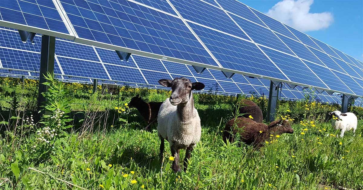 Energia solar para o agronegócio: cresce o número de sistemas instalados no campo