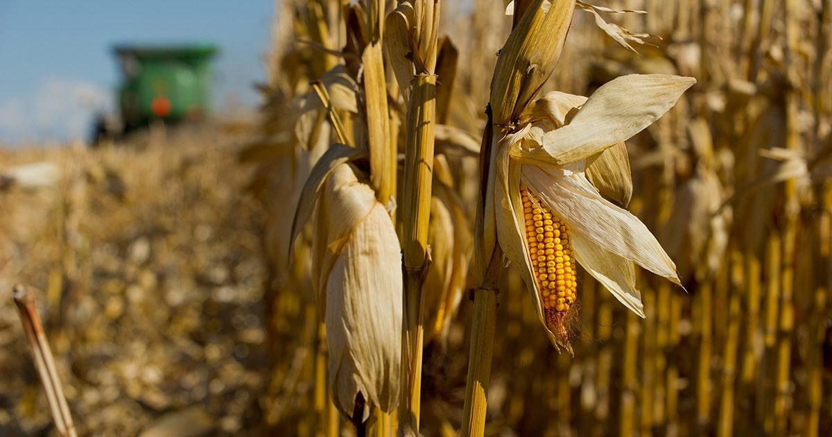 Milho segunda safra tem rentabilidade esperada de 44% e grande possibilidade de exportação para o mercado chinês
