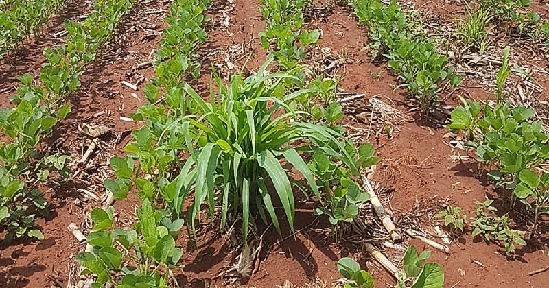 Tecnologia ajuda no controle do milho tiguera e da cigarrinha durante a safra de soja 2022/23