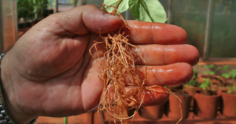 Manejo bem-feito ajuda no controle de nematoides na safra de soja 22/23