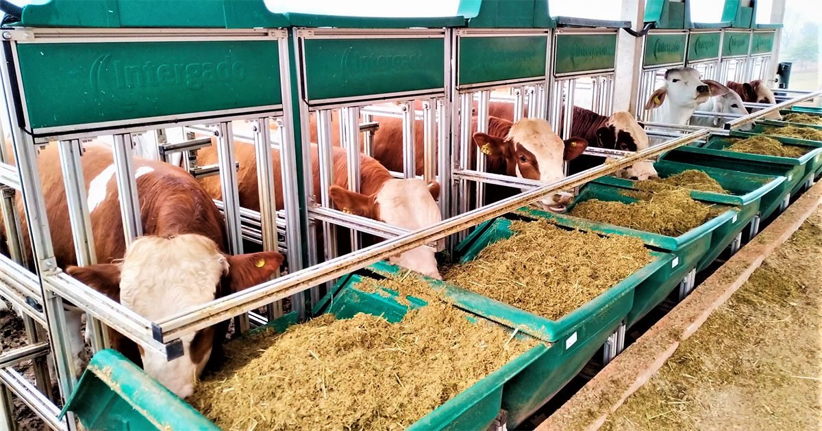 Mitigação do metano por pecuária eficiente, e não pela redução de rebanho