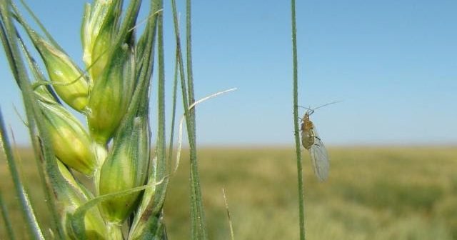 Tecnologia de informação no combate a pragas e doenças no trigo