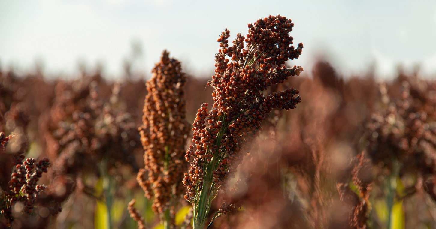 Brevant® Sementes é líder no mercado de sorgo pelo terceiro ano consecutivo