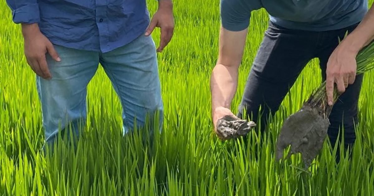 3tentos participa de iniciativa para o desenvolvimento de insumos biológicos no cultivo do arroz