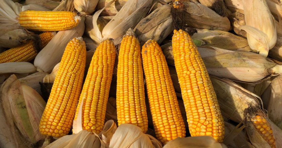 Pioneer lança híbrido de milho P1972VYHR com ciclo hiperprecoce