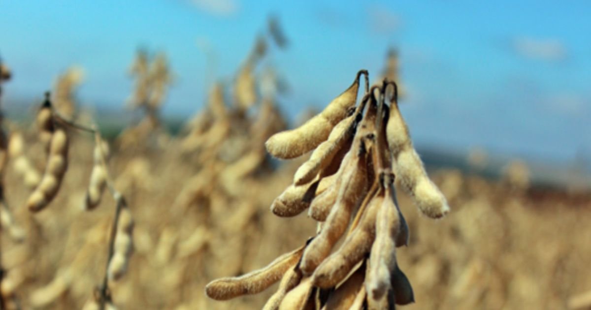 Uma cultivar de soja muito amiga das abelhas