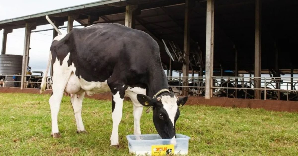 No período de transição o ciclo produtivo de vacas exige ações coordenadas para atender a demanda nutricional