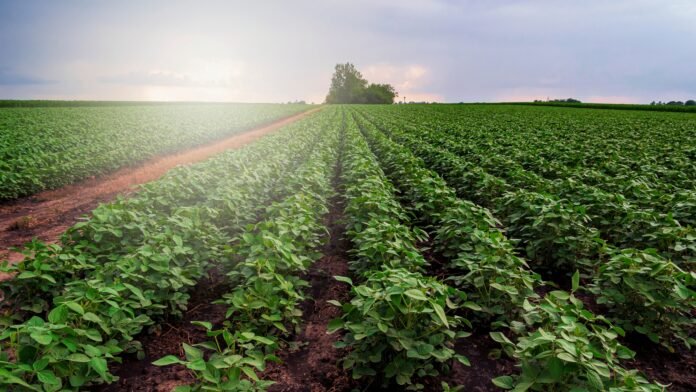 Próxima safra de soja: doenças e clima devem ser levados em consideração