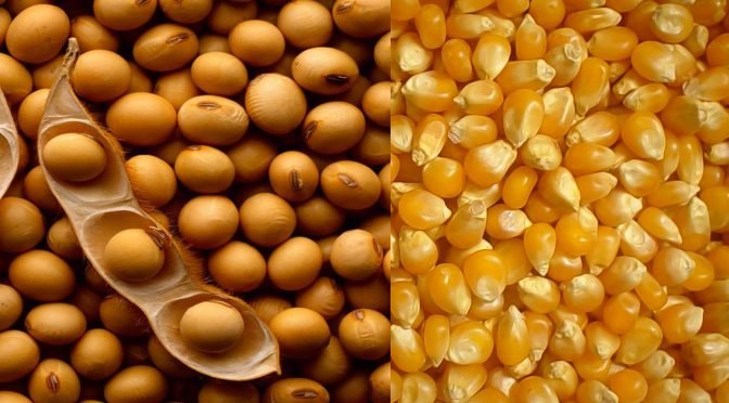 Análise de mercado agro: soja e milho pela Grão Direto