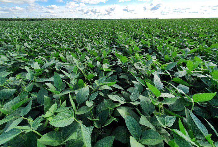 Dicas para identificar e prevenir doenças comuns em plantações de soja