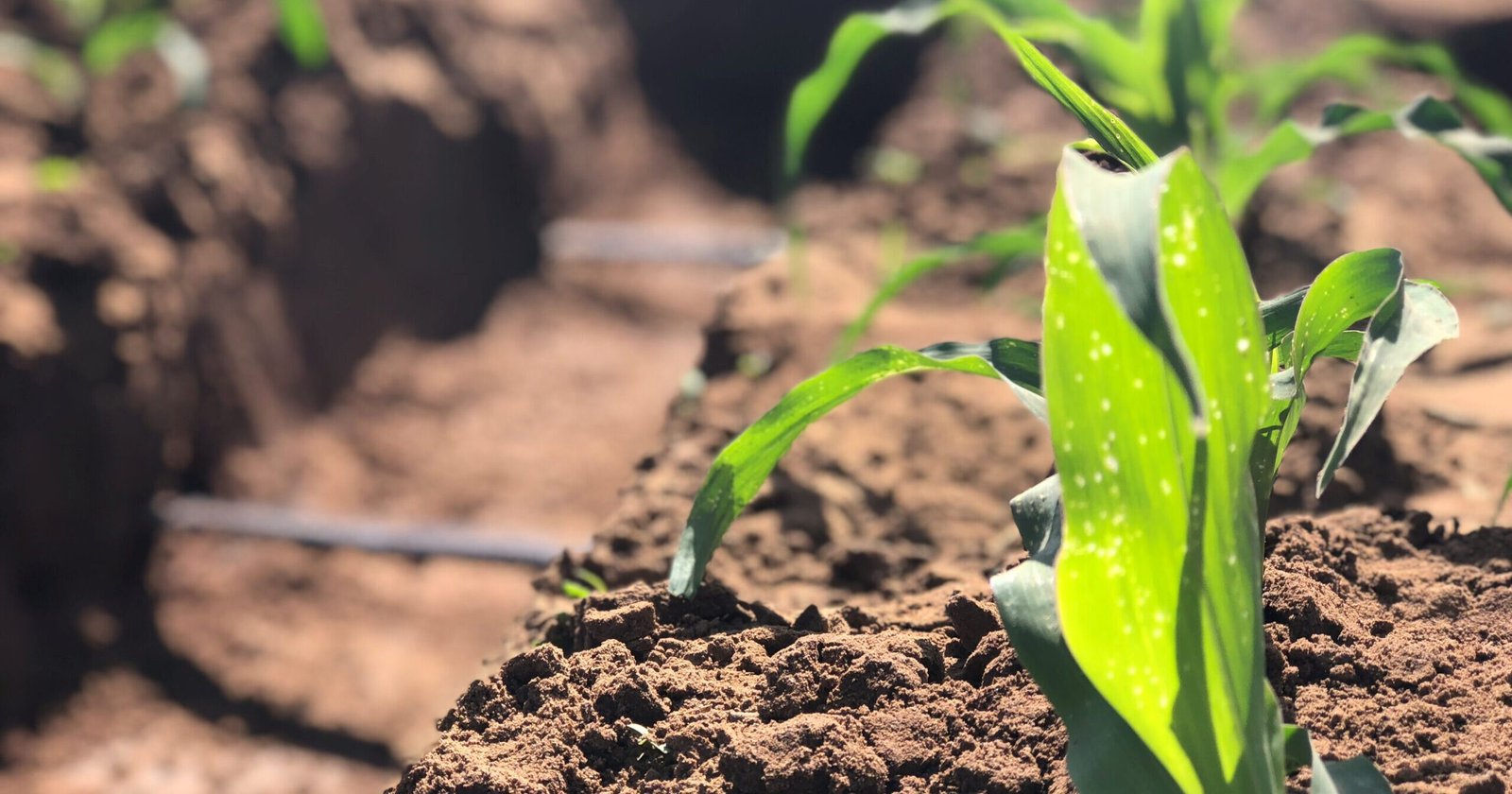 A irrigação como agente mitigador da seca no sul do Brasil