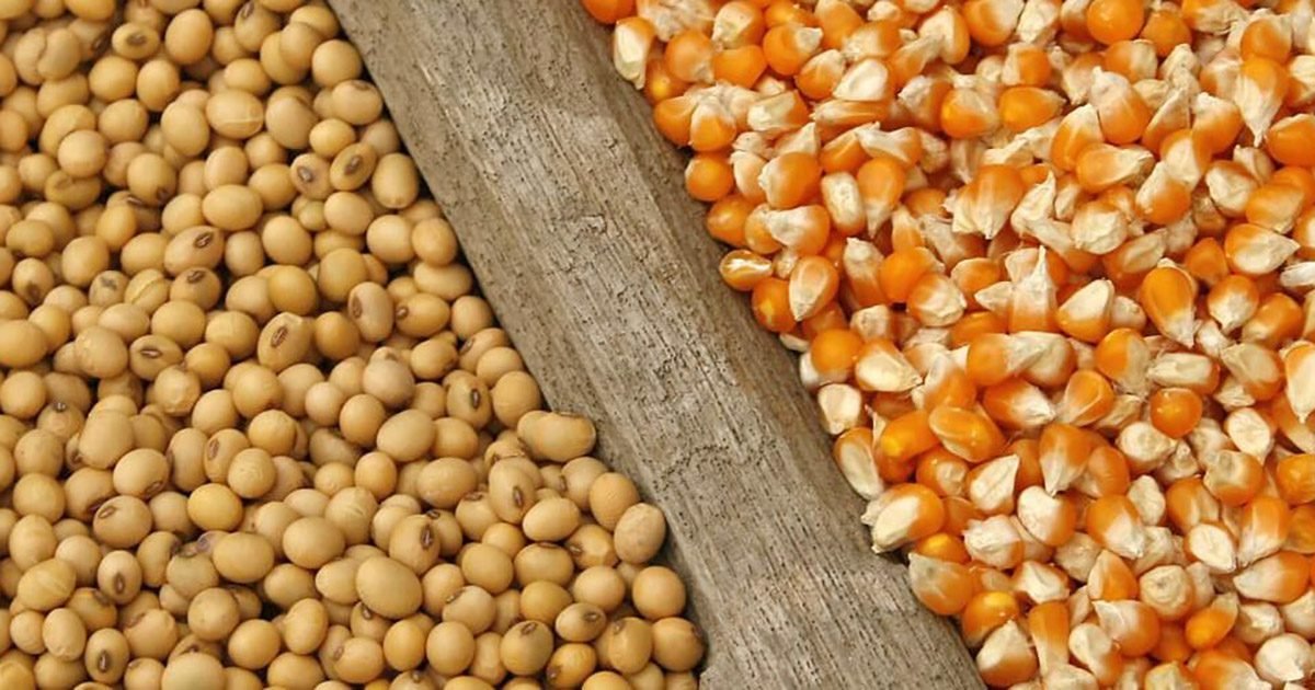 Análise de mercado da soja e milho pela Grão Direto