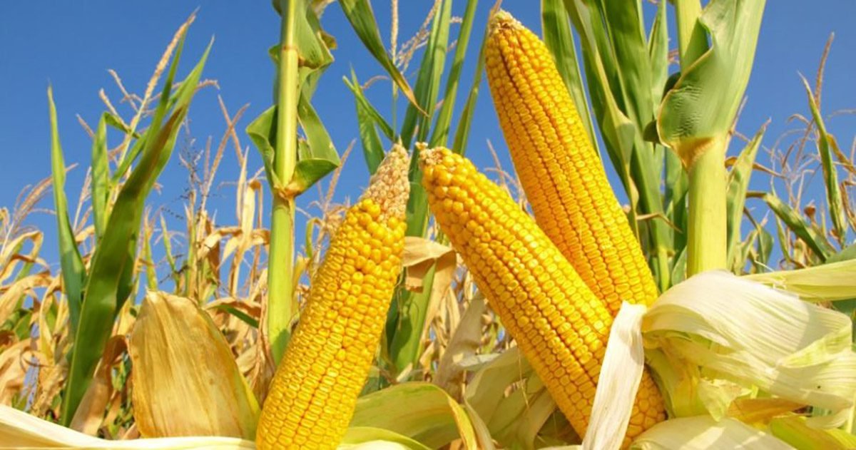 Conab busca ampliar o acesso ao milho no Rio Grande do Sul 