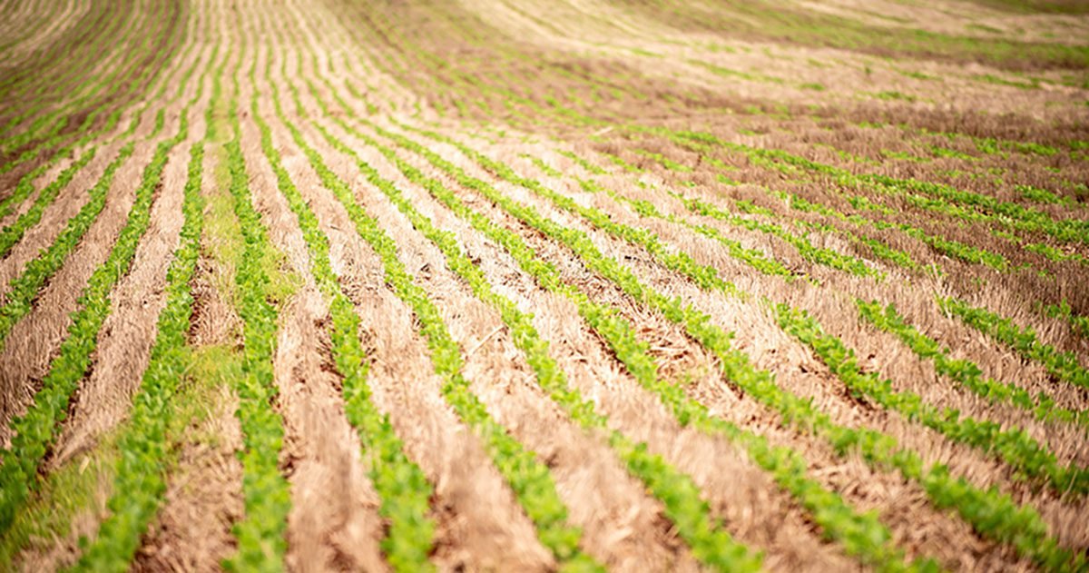 Embrapa promoverá em agosto Reunião de Pesquisa de Soja 