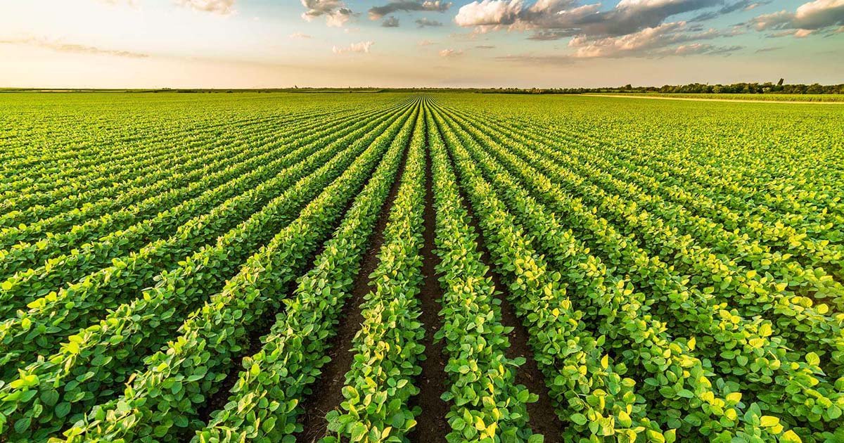 Manejo com cobre é fundamental para assegurar a rentabilidade da lavoura
