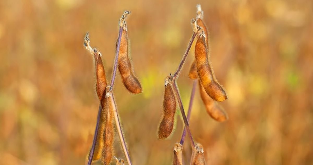 Mapa divulga os períodos de vazio sanitário da soja para 2023