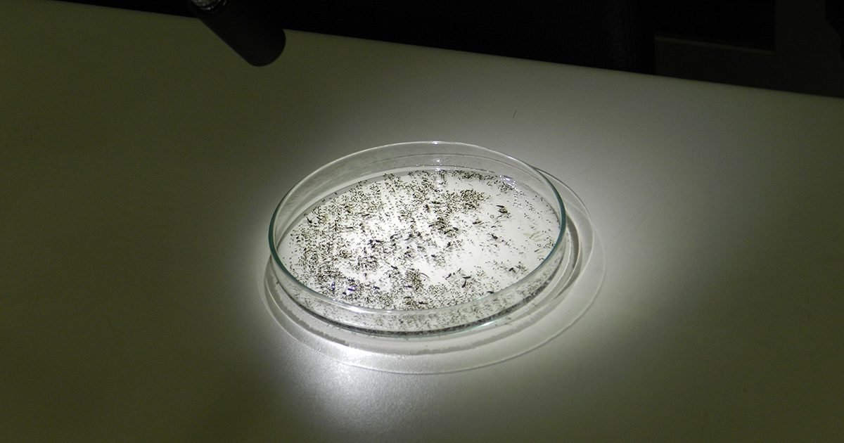 Software que classifica pulgões do trigo ganha nova versão