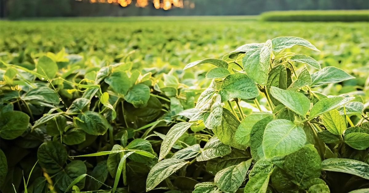 Fungos fitopatogênicos impactam a produção agrícola