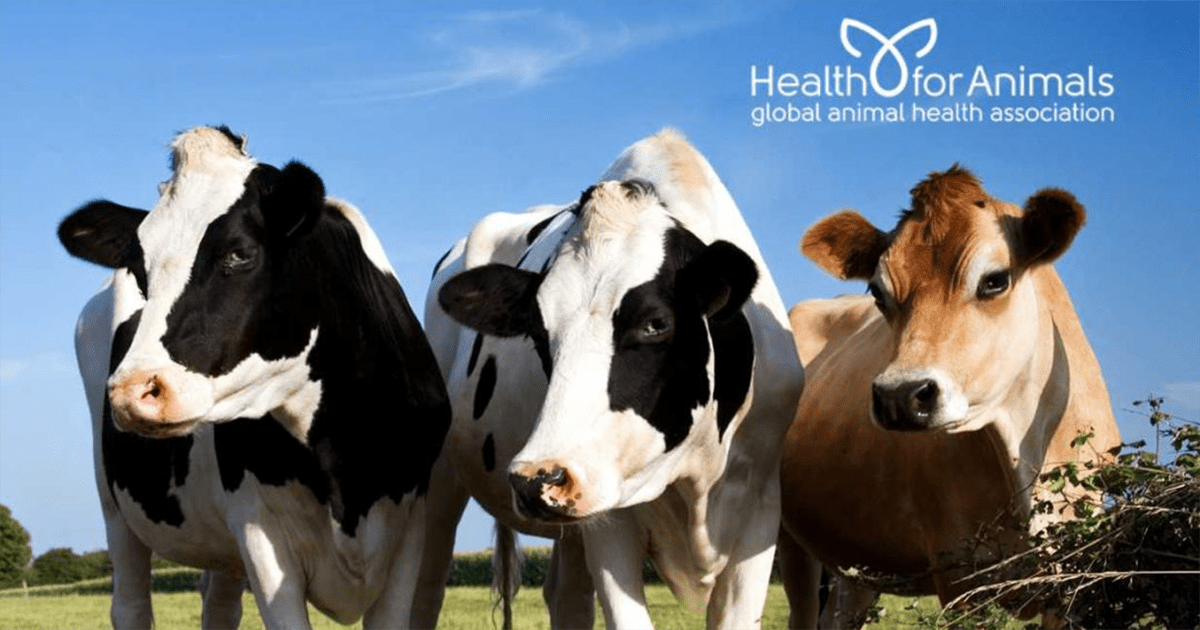 Relatório da Oxford Analytica destaca impacto da vacinação de bovinos entre medidas para aumentar prosperidade econômica, ambiental e social