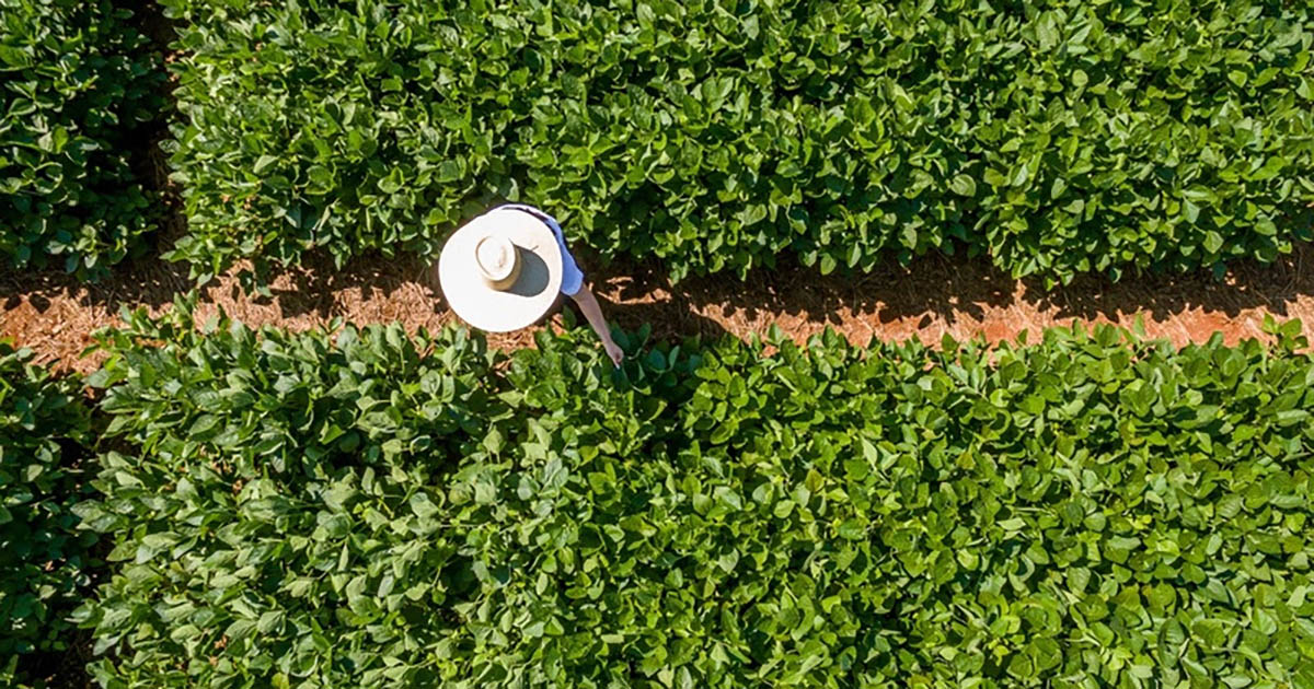 Dia Mundial do Meio Ambiente: BASF reforça compromisso para a um futuro sustentável