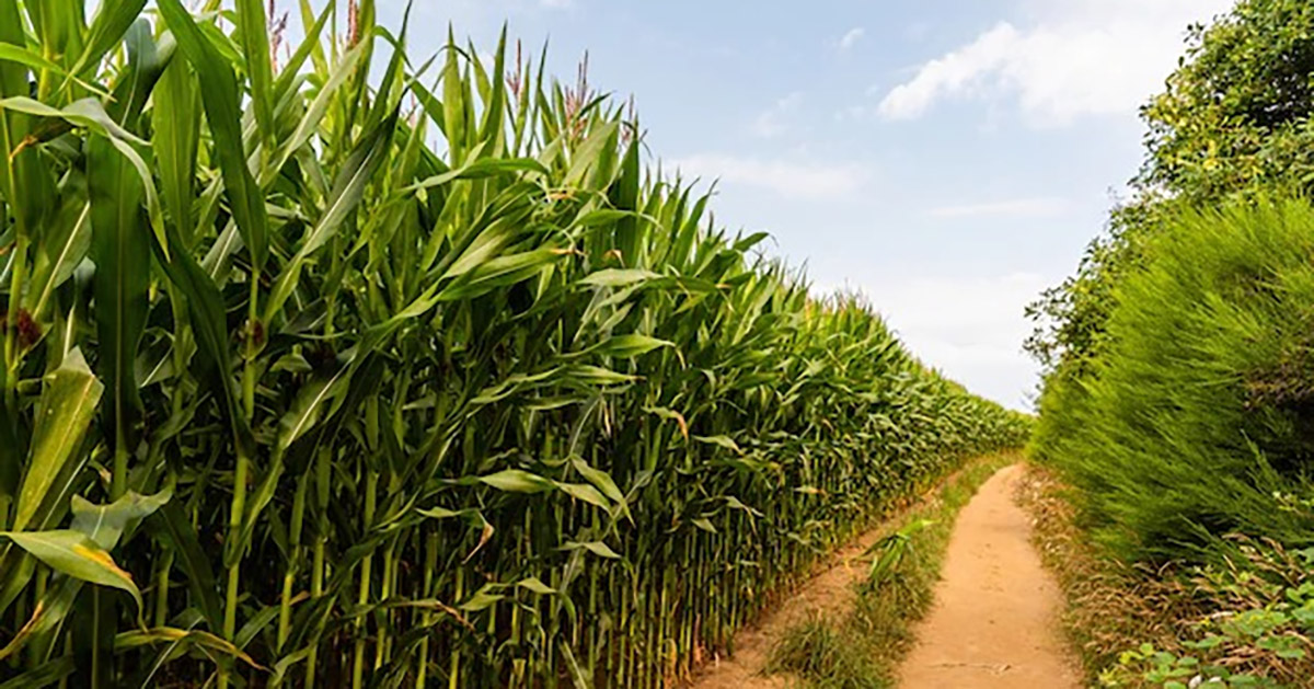 El Niño deixa o setor do agronegócio em alerta