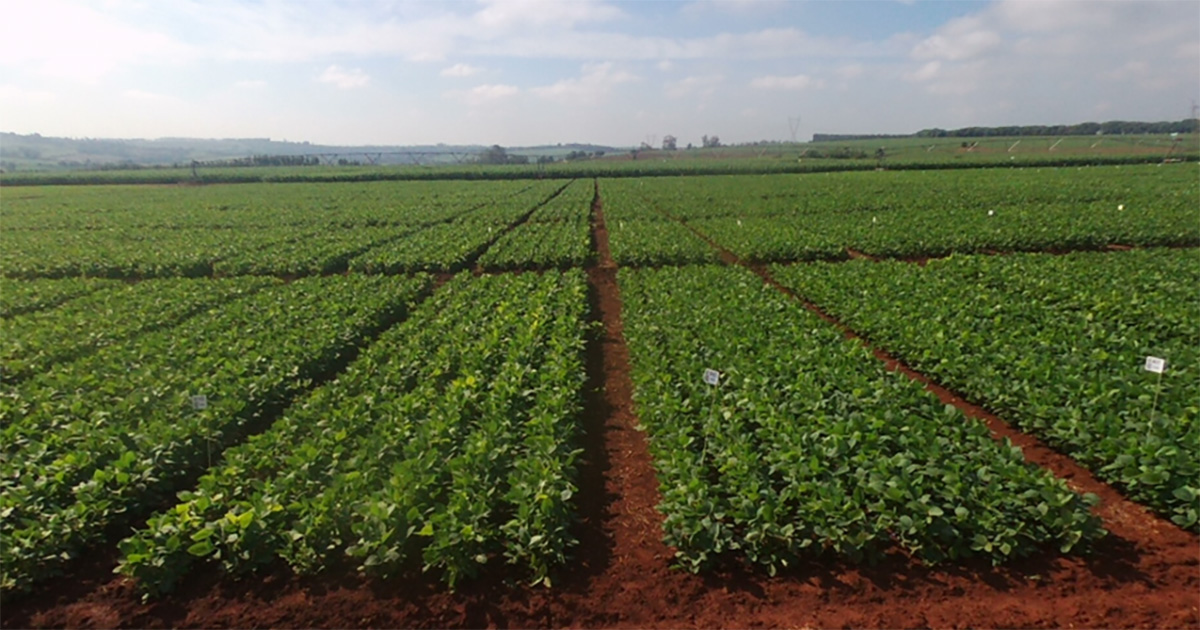 ICL lança novo quelato com bioatividade comprovada e biodegradável no solo