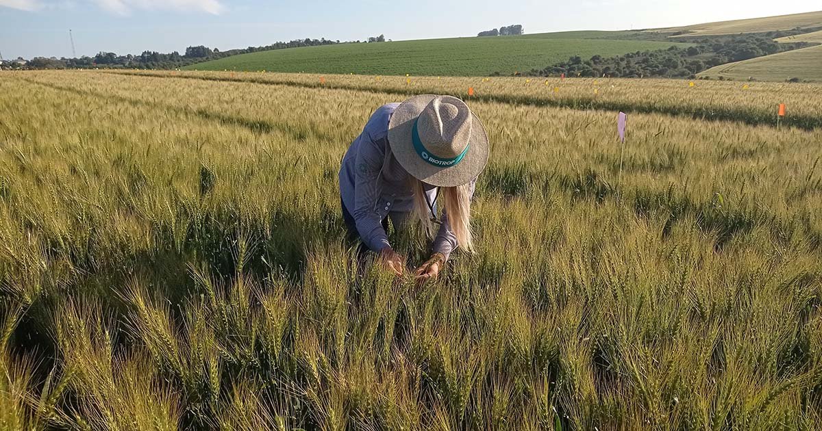 Trigo com manejo biológico é mais saudável para o consumidor e econômico para o agricultor