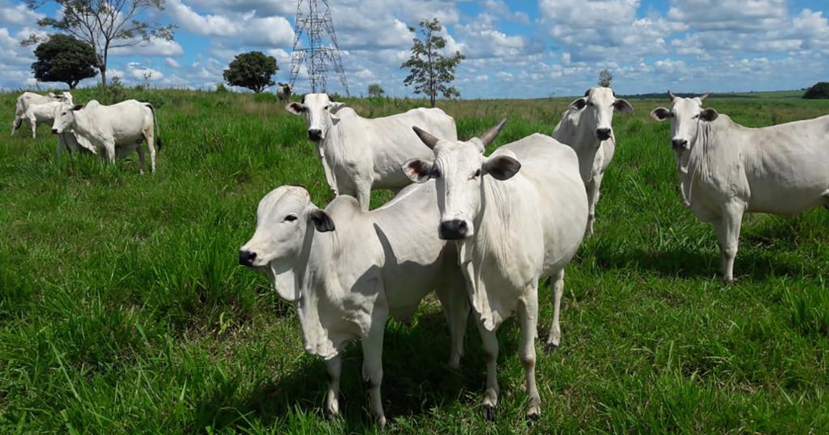 Com base nos novos pilares da pecuária, produtores apontam ganhos de peso e diminuição do estresse na desmama de bezerros