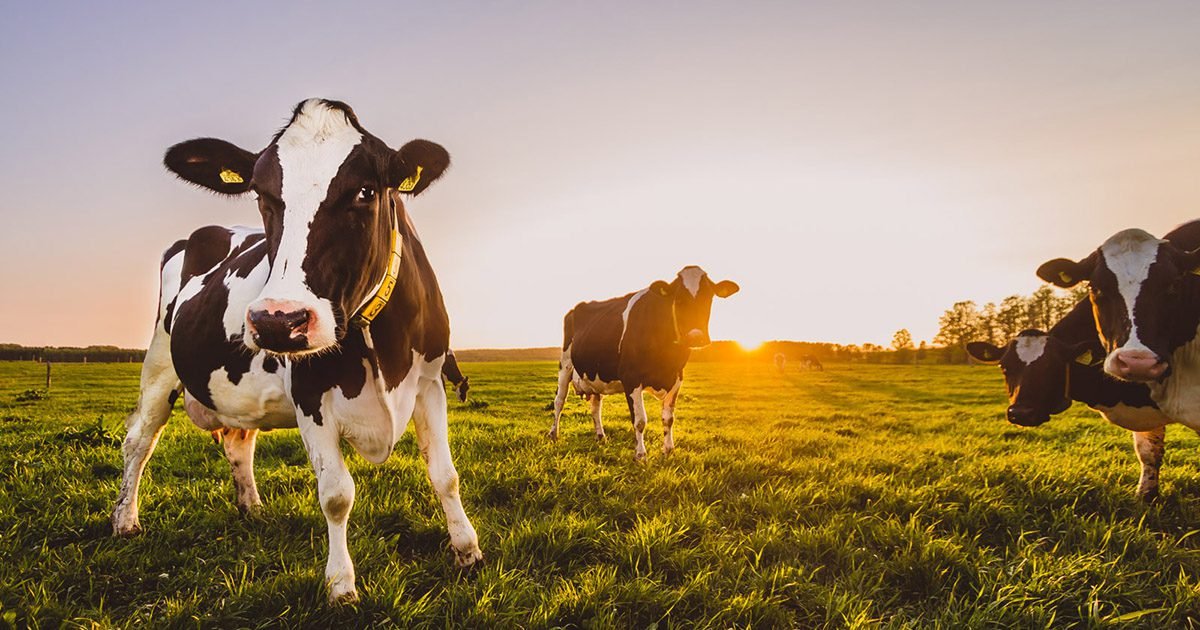 Plano Safra destina R$ 364,22 bilhões para apoiar produção agropecuária nacional