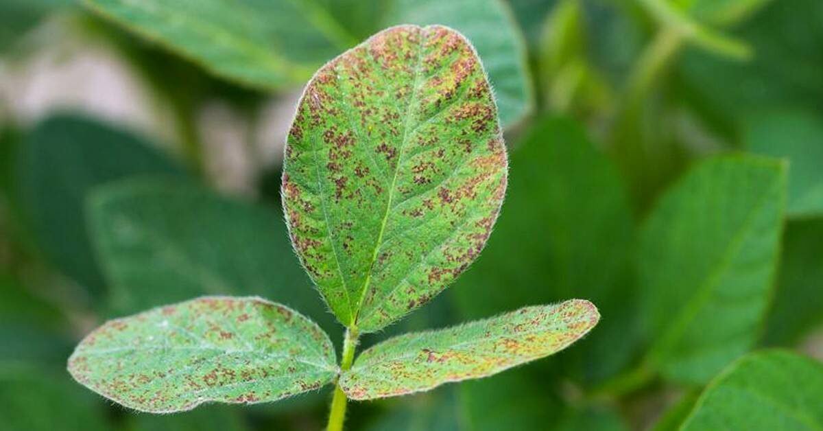 Resultados de eficiência para controle da ferrugem-asiática