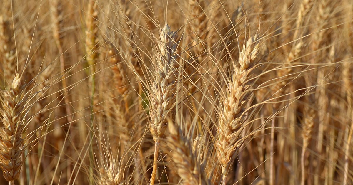 BB Seguros: Seguro Rural é ferramenta fundamental no caminho do Brasil para a autossuficiência no cultivo de trigo