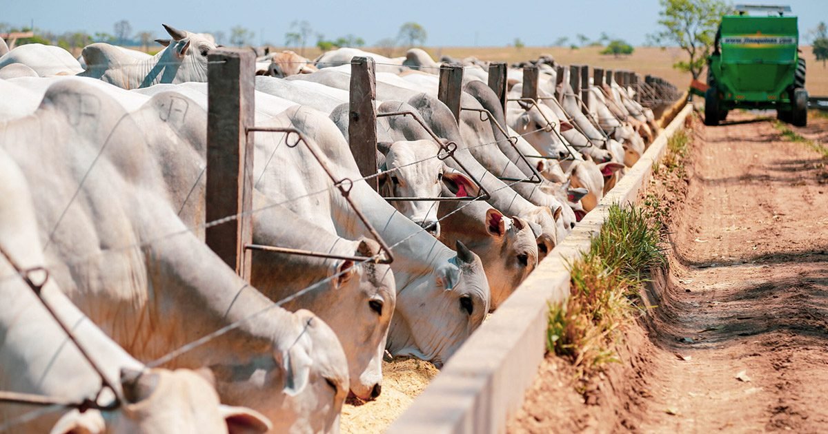 Bovinos: Nutricorp orienta sobre cuidados que o produtor deve observar no período de confinamento