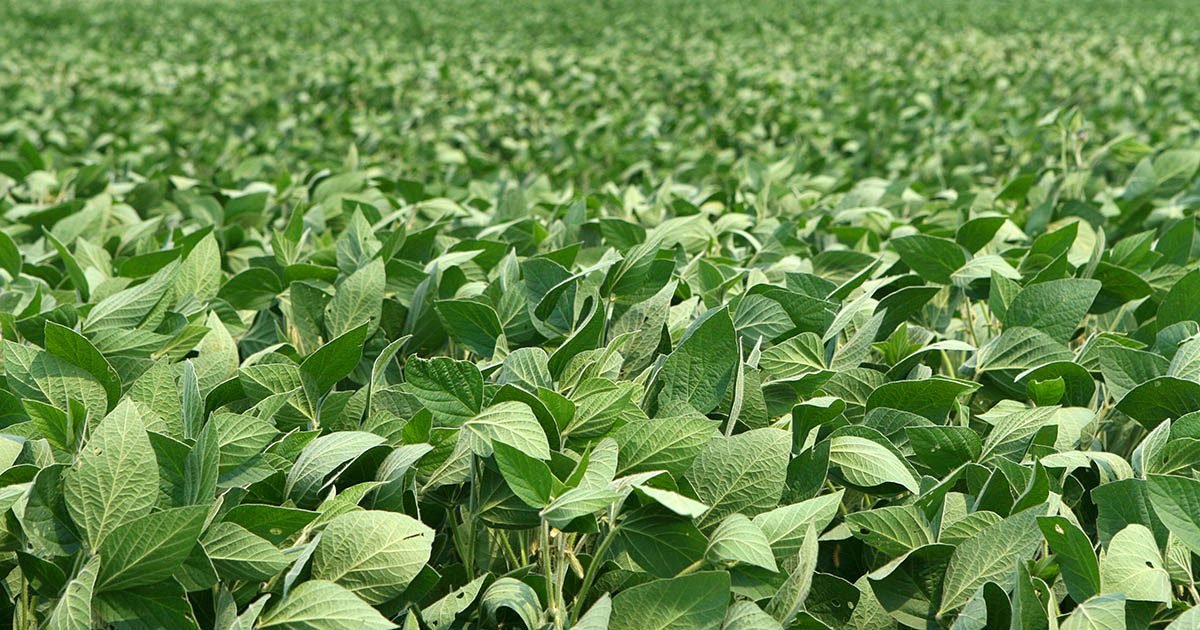 Fenômeno climático El Niño exige atenção na escolha de cultivares