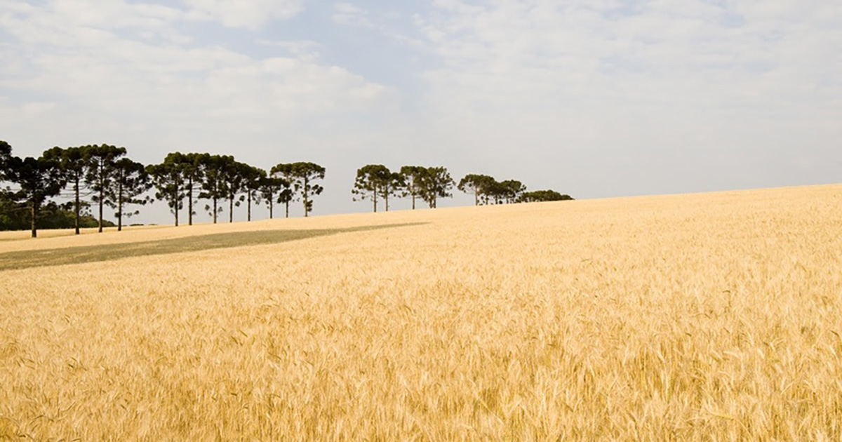 Com forte influência do El Niño no Sul, produtores de culturas de inverno devem estar mais atentos à janela de aplicação de defensivos