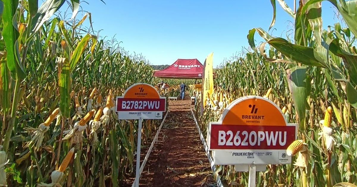 Pecuaristas podem produzir até 50,1 mil litros de leite por hectare de silagem de milho com híbridos da Brevant® Sementes