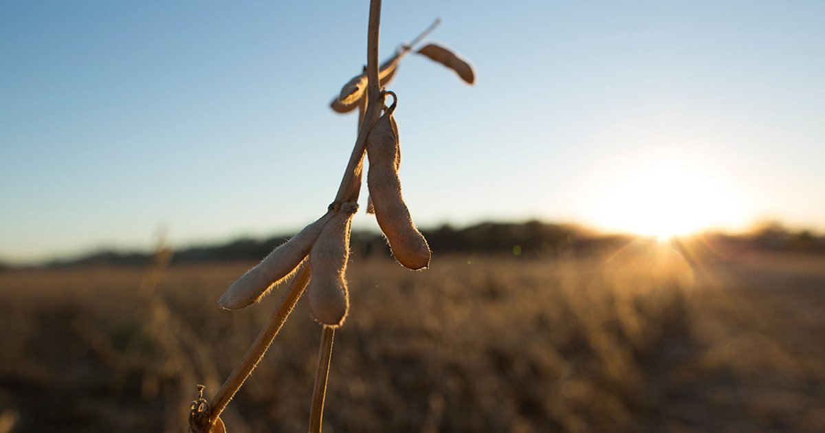 Mapa publica calendário de semeadura de soja para a safra 2023/2024