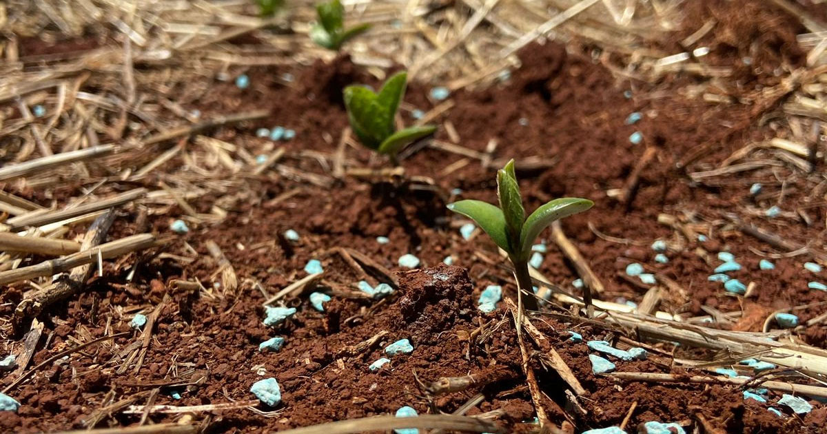 MaxiSolo orienta como maximizar os resultados de fertilizantes em período de El Niño