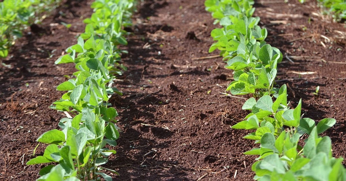 Microrganismos combinados podem elevar em 16% a produtividade da soja
