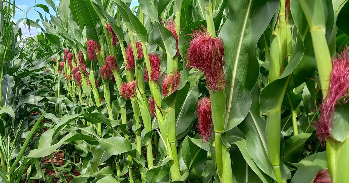 Expansão da área de milho favorece ampliação dos campos de sementes