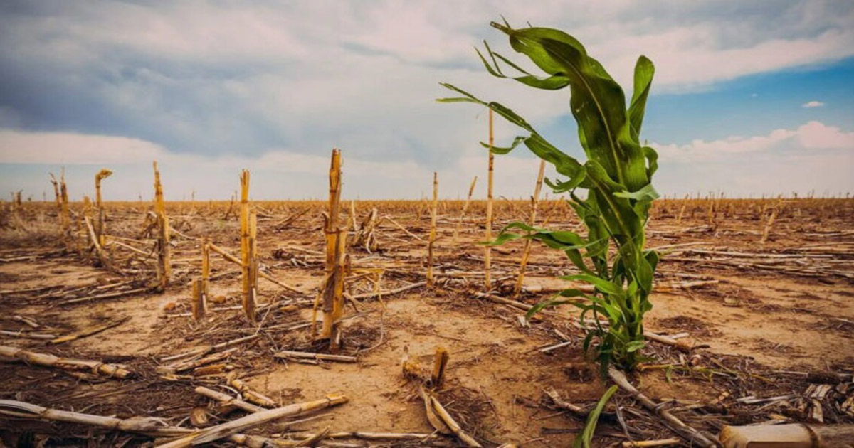 Mudanças Climáticas Impactam Agricultura E Setor Necessita De Melhor Gestão