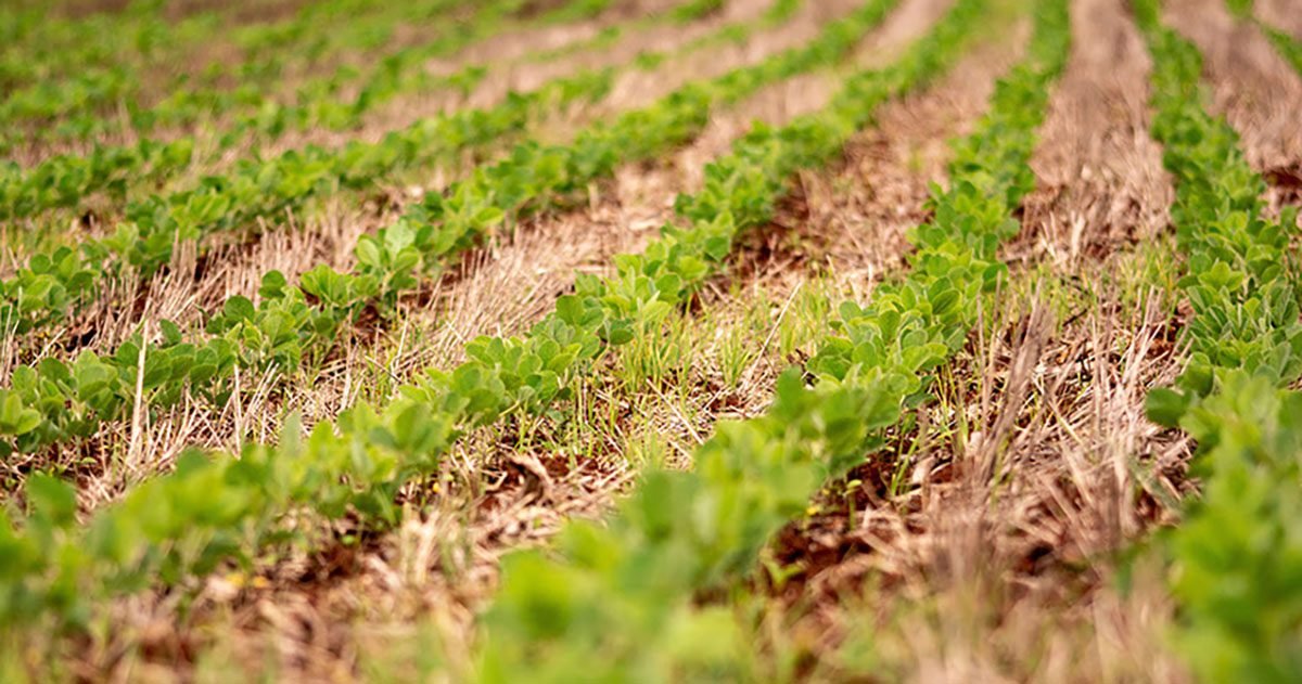 Reunião de Pesquisa de Soja estará com valor promocional até dia 26 de julho