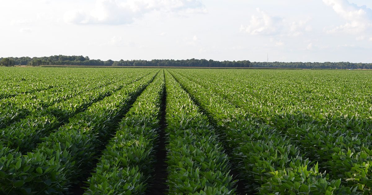 Plantas ‘desestressadas’ produzem mais