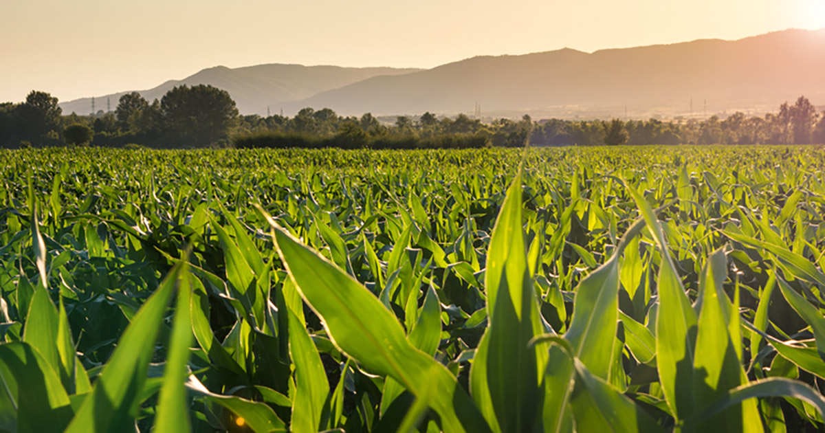 Valor da Produção Agropecuária de 2023 é estimado em R$ 1,148 trilhão