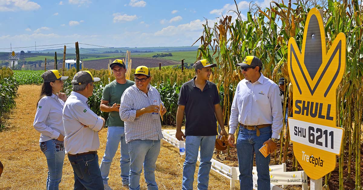 Mais nova opção em híbridos de milho e sorgo, Shull Seeds oferece portfólio moderno