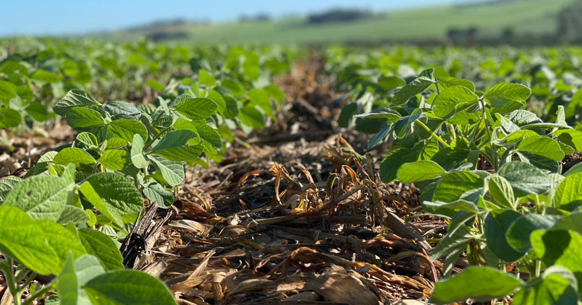 Soja brasileira: mais produtividade, mais sustentabilidade
