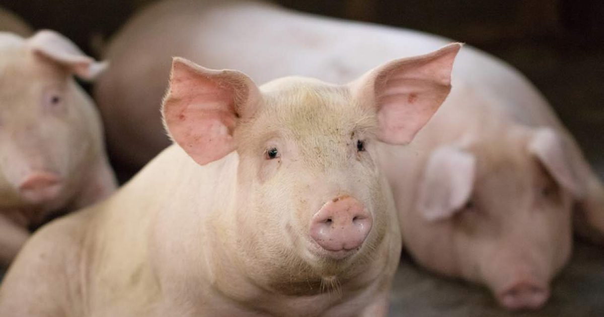 Dia do suinocultor: setor busca superação de tempestade e prevê recorde potencial nas exportações